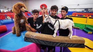 DOG VS GOAT GYMNASTICS CHALLENGE! (super funny)