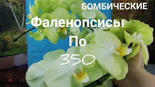 Орхидеи. Шикарные Фаленопсисы, не уценки. Продажа.