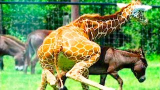 10 НЕОБЫЧНЫХ СПОСОБОВ РАЗМНОЖЕНИЯ!