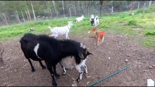 Все про охоту и покрытие. Итоги.