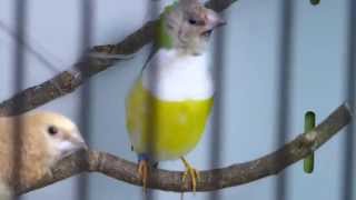 амадина гульда поет