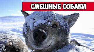 Cмешные собаки - собака в снегу | Bazuzu Video ТОП подборка сентябрь 2017