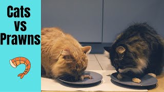 Siberian cats eating prawns. Will they like it? Cat vs prawns [ASMR]