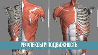 Улучшаем подвижность в грудном отделе