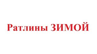 РАТЛИНЫ ЗИМОЙ