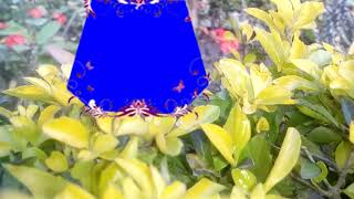 Green Screen Shadi background video HD || Green Screen Beautiful background Animated video