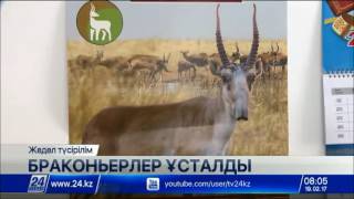 Ақтөбе облысында 19 киікті жайратқан браконьерлер ұсталды