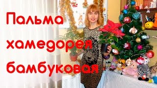 Пальма хамедорея, уход, пересадка, особенности