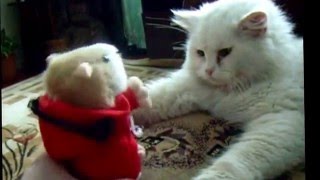 Котопарень и музыкальный хомяк