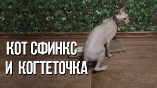 Кот сфинкс и когтеточка, как мы приучали кота к когтеточке / Интересные факты о кошках