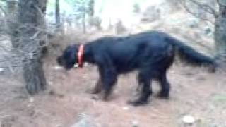 Κυνηγι μπεκατσας Gordon setter nelly