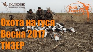 Охота на гуся DUCK EXPERT и ПОЛЕСНИК. Весна 2017 (ТИЗЕР)
