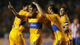 Estoy Enamorado De Tigres !