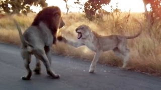You Don't Mess With An Angry Lioness! - Latest Sightings