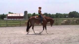 Its Vegas Baby APHA/AQHA
