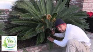 How to Trim and Maintain Sago Palm - Cycas Revoluta