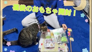 福袋のおもちゃを猫達に与えてみた！