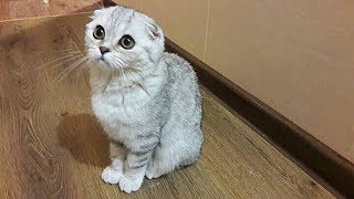 ? Купили Котенка 4 мес. 1 День в Новом Доме ? Шотландская Вислоухая Кошка Хлоя Dear Kitten
