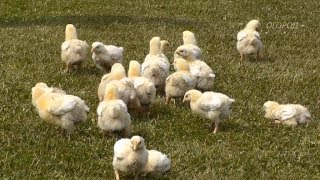 Секрет Успеха. ВЫРАЩИВАНИЕ  БРОЙЛЕРОВ своими руками. Цыплята в первые 9 дней
