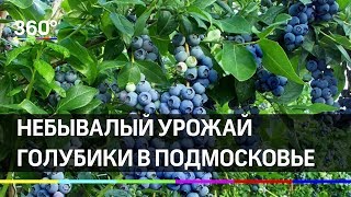 Ягоды здоровья! Небывалый урожай голубики в Подмосковье