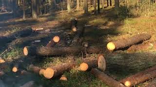Валка леса (запрещённый прием)