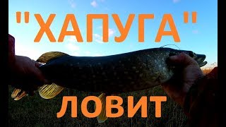 ЩУКА НА "ХАПУГУ" )). Окунь сегодня не вышел.))