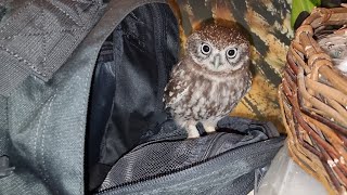 Совёнок Лучик примеряет рюкзак. Дракон Блинец едет к ветеринару