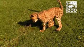 Cheetah Cub Donni Chases 1st Lure - Cincinnati Zoo