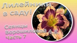 Лилейники в саду! Сеянцы Ворошиловой А.Б. Часть 7 / Сад Ворошиловой