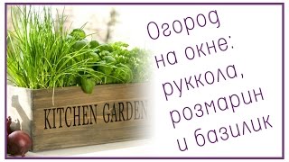 Огород на окне: руккола, розмарин и базилик