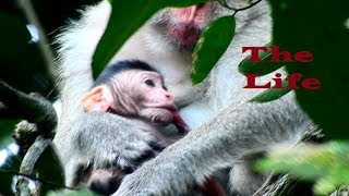 Wow , Jane breastfeeding newborn so careful cos on the tree, Healthy baby , Good mum 1496