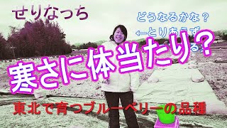 ≪福島県≫寒さに体当たり？東北で育つブルーベリーの品種