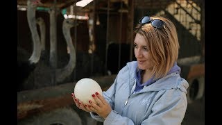 Страусиная ферма недалеко от Бишкека | По дороге в природный парк Ала-Арча