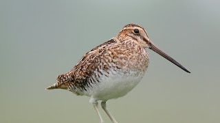 Птица бекасовых Wilson's snipe (Gallinago delicata)
