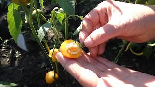 Little orange cherry  Сорт перца черри