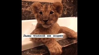 Лучшая подборка цитат | грустные, крутые, смешные цитаты | #18