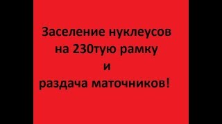 Заселение нуклеусов - отводков на 230 тую рамку,раздача маточников