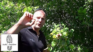 Essbare Früchte der Linde