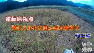 【イノシシ被害】稲刈り　運転席視点　こがねもち　軽傷編