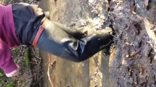 Thigh high latex boots in deep water and mud