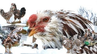 Russian Orloff Chickens орловские куры Tango