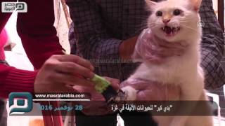 مصر العربية | "بدي كير" للحيوانات الأليفة في غزة