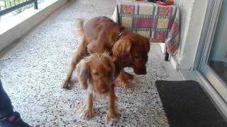 Ζευγαρωμα cocker spaniel πατρα