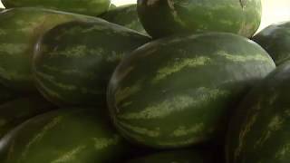 Coning Watermelon Farm | Knoxville, TN