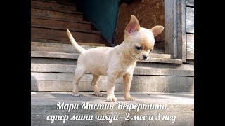 СУПЕР МИНИ ЧИХУА БЕГАЕТ ПО ЛЕСТНИЦЕ - МАРИ МИСТИК НЕФЕРТИТИ - ПРОДАНА