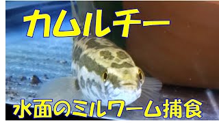 【捕食】雷魚（カムルチー）が浮かんだミルワームを食べる NorthernSnakeHead eats live Mealworms ②