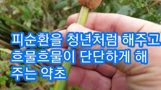 고혈압치료제 혈맥을튼튼  자궁수축 고지혈증 술독해독 동맥경화 부들 포항의 놀라운 효능 약초