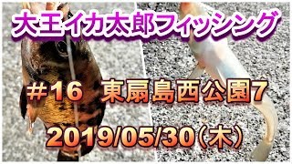 東扇島西公園7 大王イカ太郎フィッシング  #16 　　2019年5月30日（木）