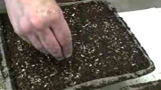 Sowing Seeds