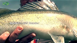 Selektiv auf Zander